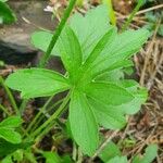 Pelargonium quinquelobatum Fuelha