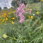 Silene bellidifolia Flower