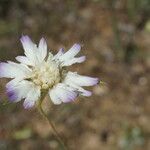 Lomelosia hispidula Flower