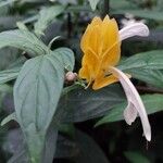 Pachystachys lutea Кветка