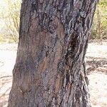 Avicennia germinans Bark