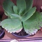 Kalanchoe marmorata List