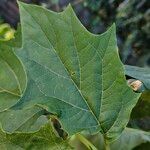 Datura ferox Fuelha