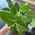 Peperomia scandens Liść