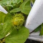 Passiflora foetida Fruit