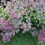 Sedum sieboldii Hábito