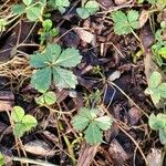 Potentilla anglica Leaf