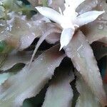 Cryptanthus acaulis Flower