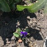 Viola adunca Blomst
