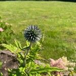 Echinops bannaticusLorea