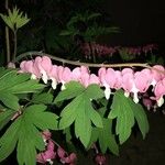 Dicentra formosa List