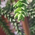 Araucaria laubenfelsii पत्ता