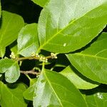 Colubrina triflora Листок