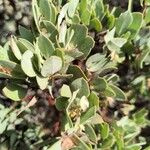 Arctostaphylos columbiana ᱥᱟᱠᱟᱢ