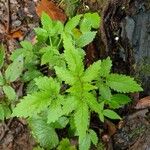 Cedronella canariensis Likasa
