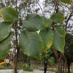 Handroanthus albus Leaf