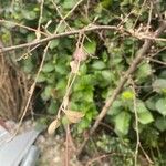 Cotoneaster pannosus 葉