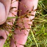 Fimbristylis autumnalis Frutto