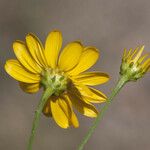 Gutierrezia wrightii Flor