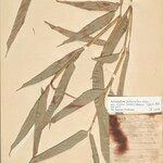 Ischnosiphon puberulus Hoja