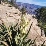 Yucca baccata Flor