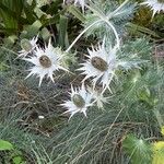 Eryngium giganteum Blüte