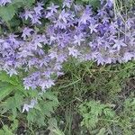 Campanula lactiflora Цветок