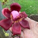 Couroupita guianensis Flor