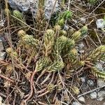 Sedum sediforme Habitus