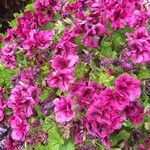 Pelargonium grandiflorum Fleur