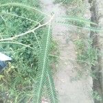 Sesbania bispinosa Hoja