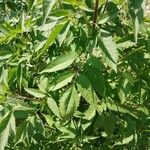 Bidens frondosa Folha