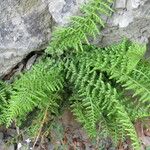 Asplenium fontanum Feuille