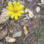 Hieracium gouanii Blüte