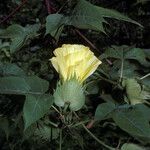 Gossypium barbadense Kvet