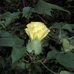 Gossypium barbadense ᱵᱟᱦᱟ