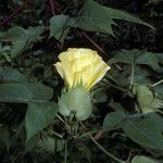 Gossypium barbadense Flors