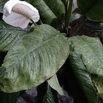 Spathiphyllum blandum Leht