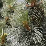 Pinus coulteri Фрукт