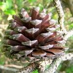 Pinus rigida Fruit