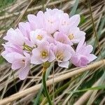 Allium massaessylum Likasa