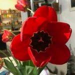 Tulipa agenensis ফুল