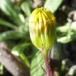 Senecio californicus Квітка