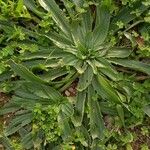 Plantago serraria Hoja
