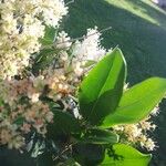 Ligustrum japonicum 葉