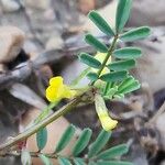 Hippocrepis biflora Fula