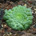 Aeonium tabulaeforme Fuelha