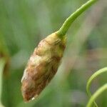 Eriophorum latifolium Fruit