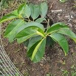 Garcinia mangostana Blad