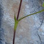 Potentilla caulescens बार्क (छाल)